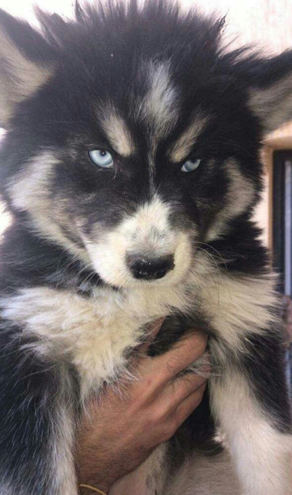 Man Pet Shop لمحبى الحيوانات الاليفه