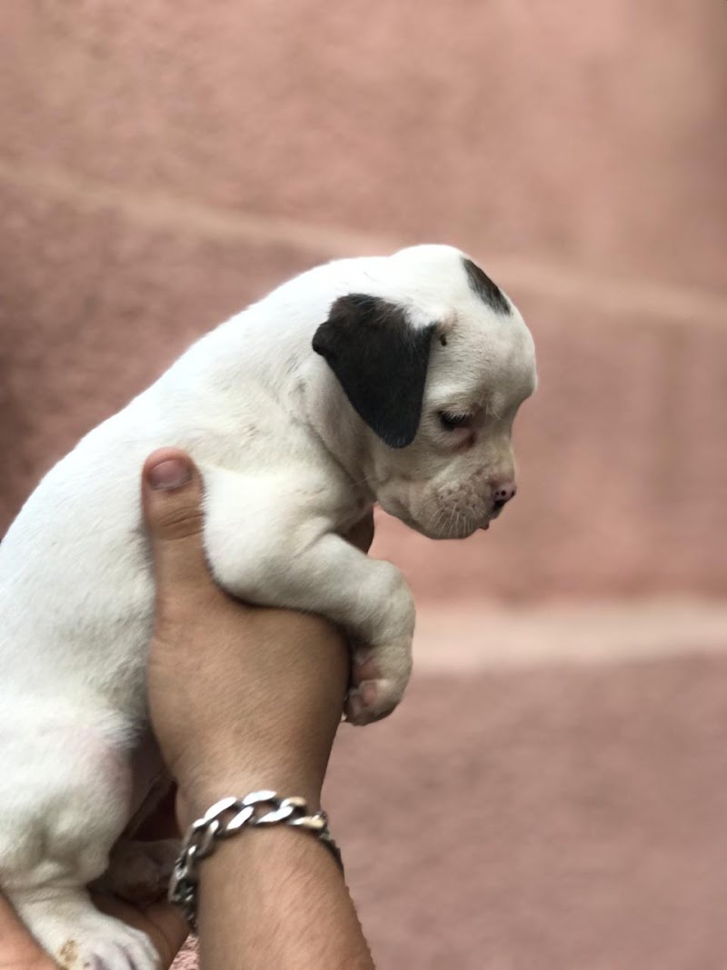 Man Pet Shop لمحبى الحيوانات الاليفه - صورة 3