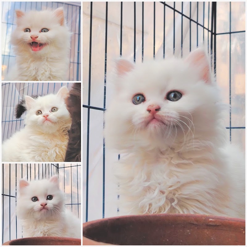 MINYA ANIMALS - Photo 1