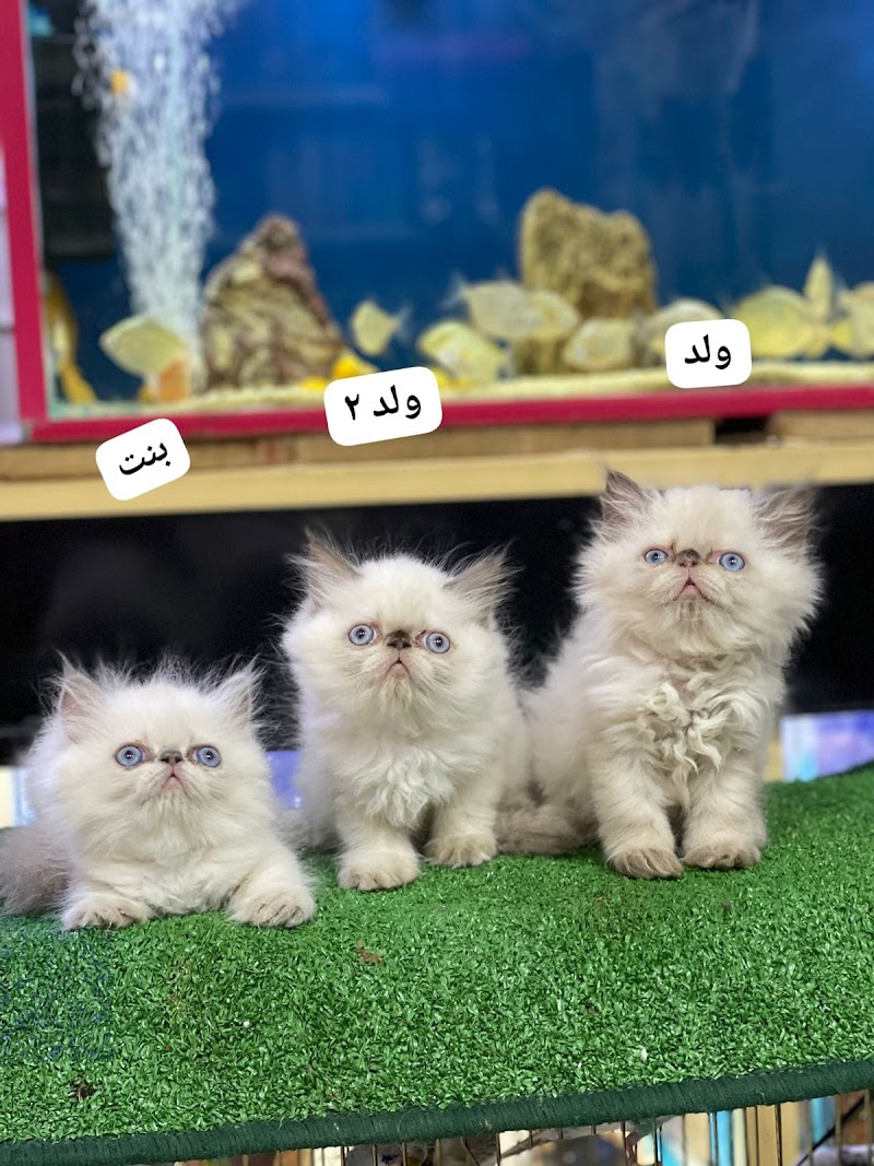 Amir Adel for Ornamental Birds and Pets - Photo 1