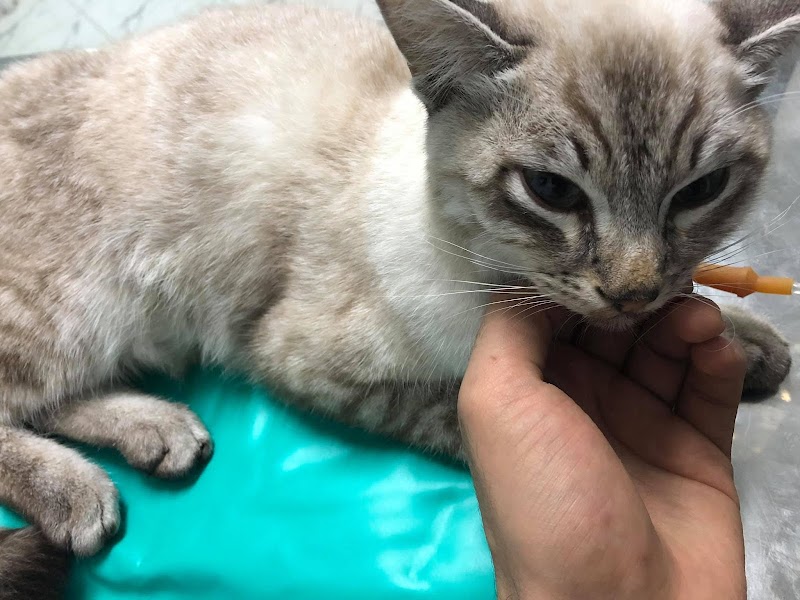 Care & Cure Pet Center مركز كير اند كيور للحيوانات الاليفه