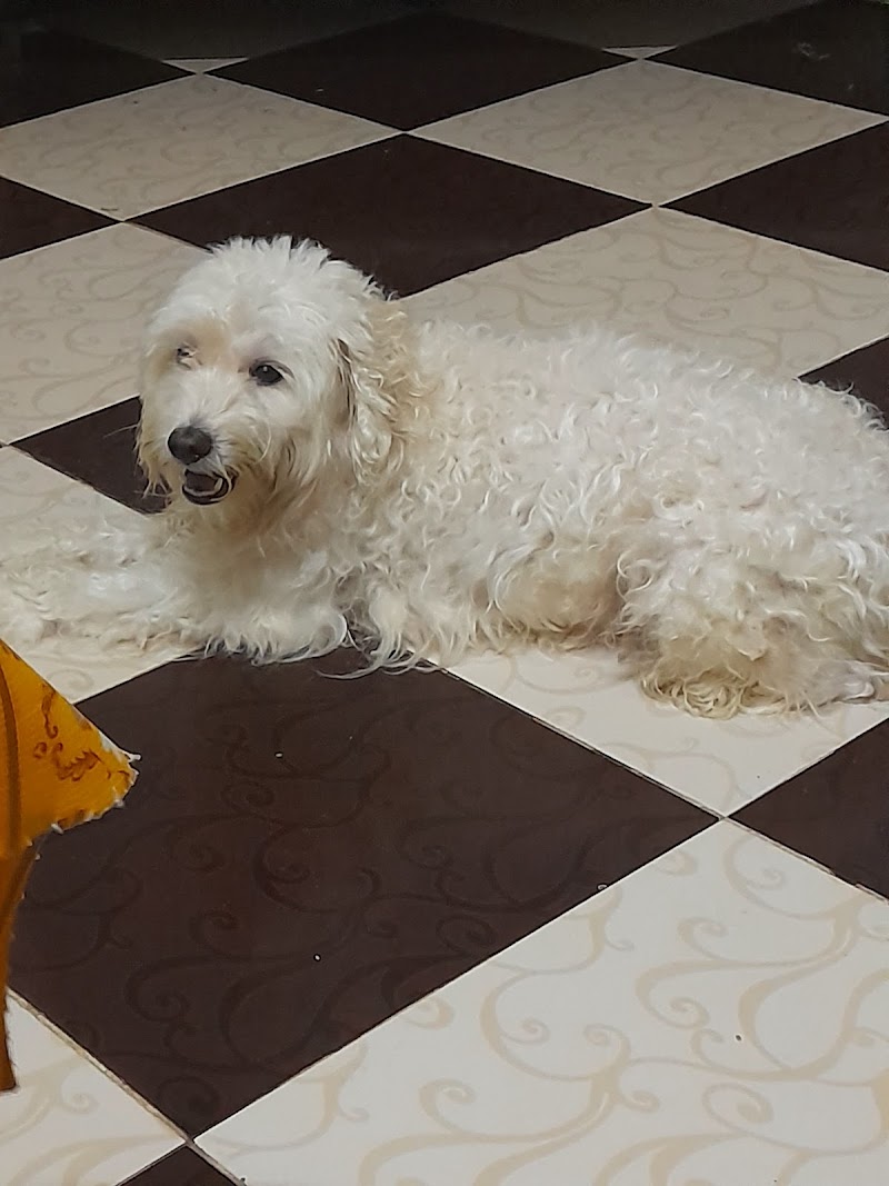 د.اسماء سلامة العيادة البيطرية DR, Asmaa vet clinic - Photo 1