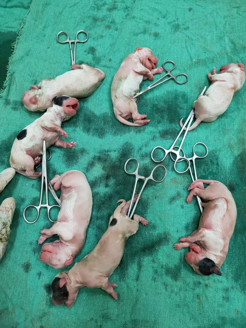 Bavaria Animal Clinic - عيادة د.محمد كمال البيطرية - Photo 3