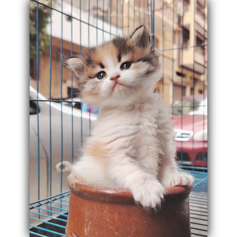 MINYA ANIMALS - Photo 3