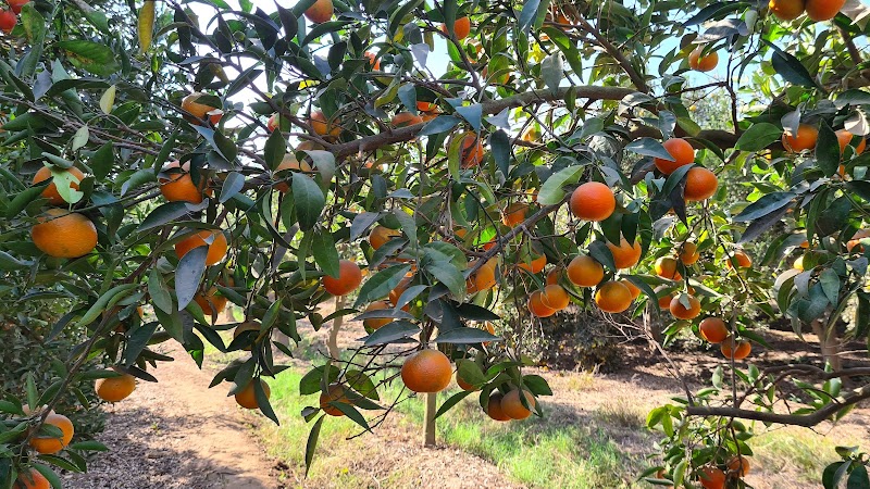 Marei Orchards and Nursery