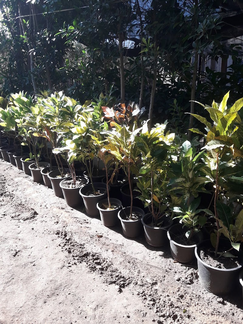 Mr. Abu Saleh Nursery - Photo 2
