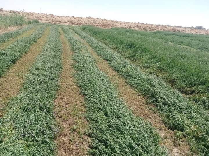 تسويق أراضي الوادي الجديد - صورة 1