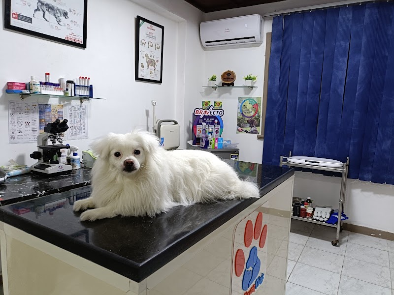 Pets Haven Clinic in Alex عيادة بيطرية بالاسكندرية - Photo 2
