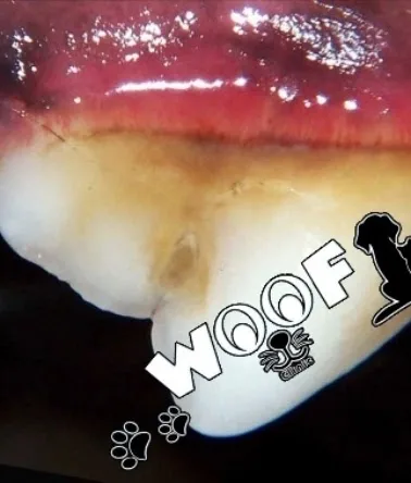 WOOF Clinic - عيادة وسبا ووف للحيوانات الأليفة - Photo 3