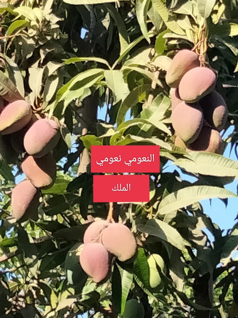 مشتل الحاج عاطف النجار لشتلات المانجو - صورة 1