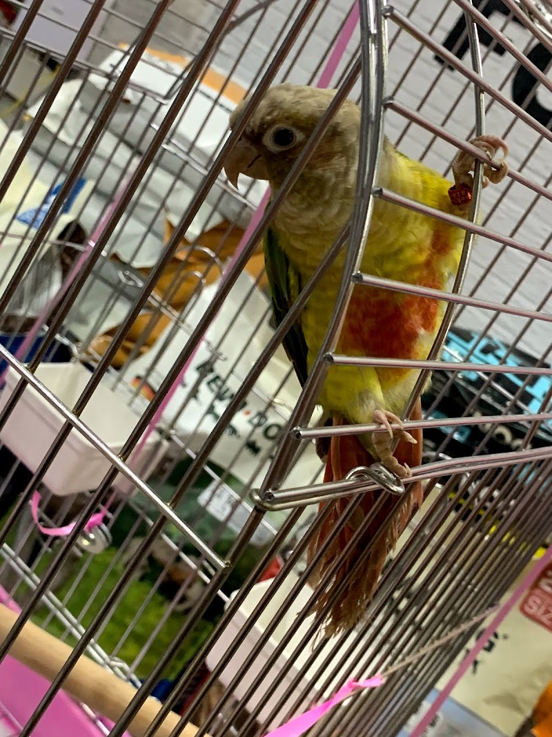 Pets Club