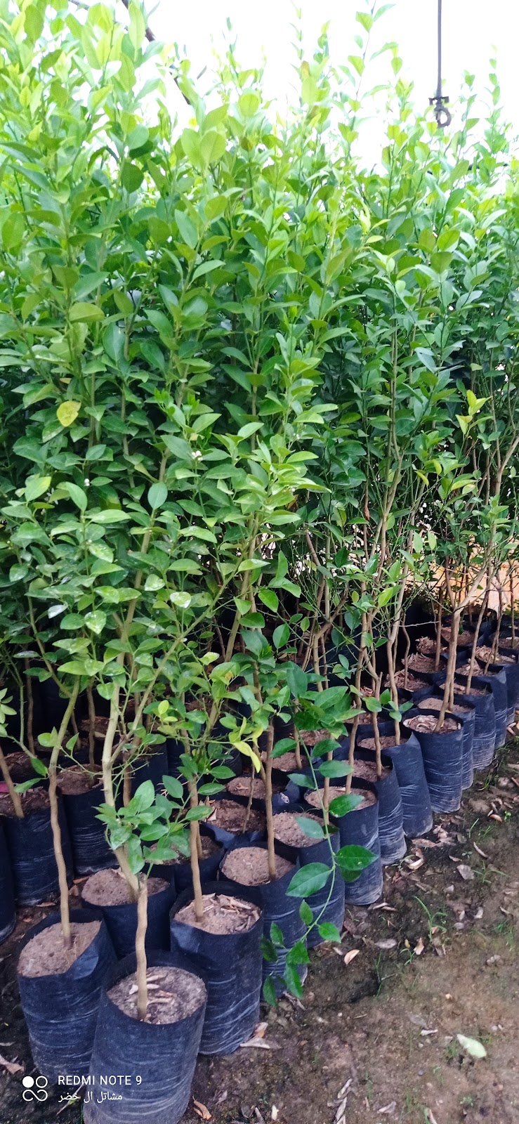 Al Khader Nurseries - Photo 1
