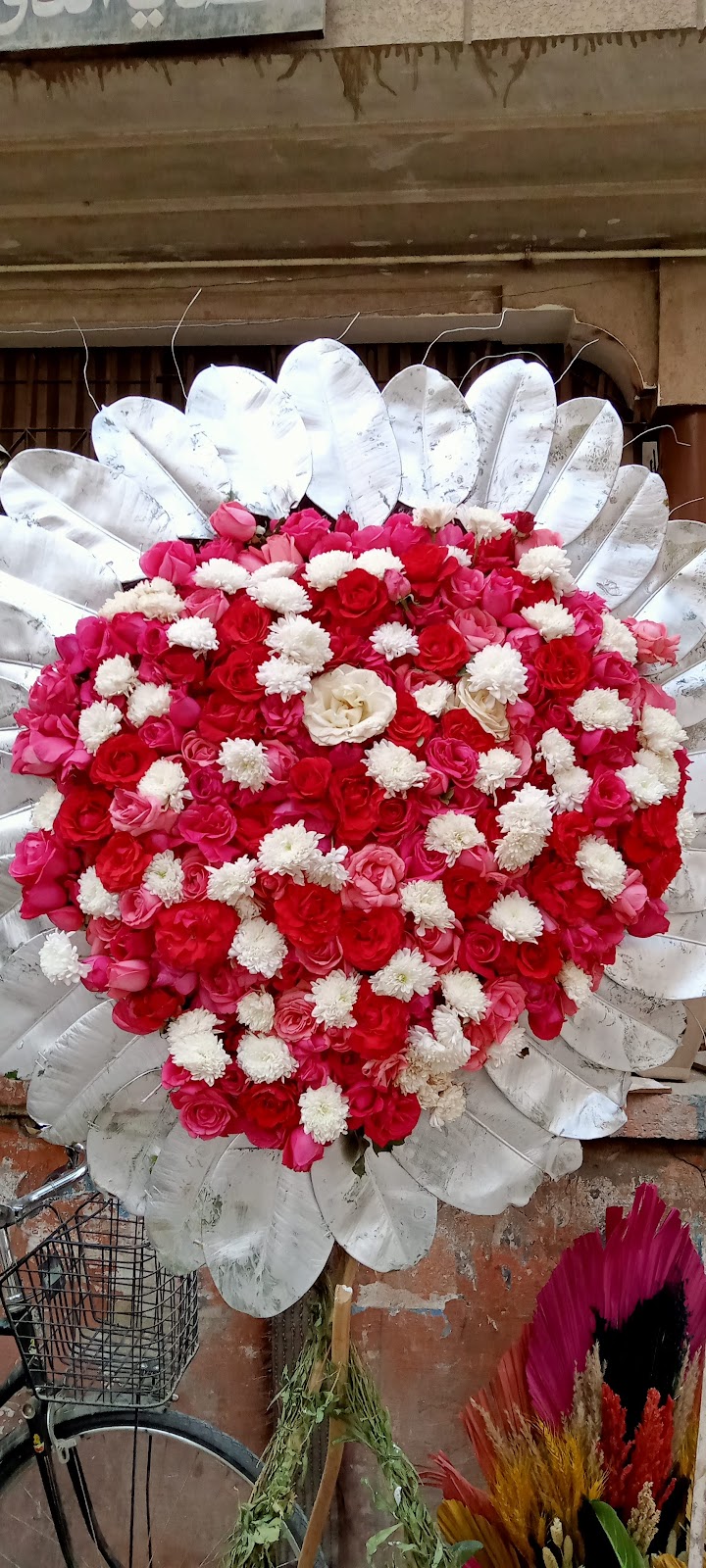 زهور عصفور الجنة - Photo 3