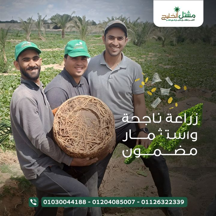 مشتل الخليج - صورة 1