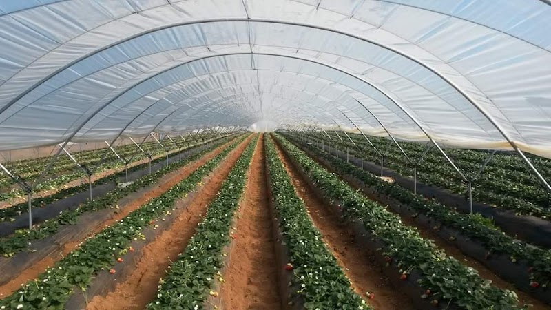 Engineer's Nursery: Ornamental Plants, Fruit Trees, and Vegetable Seedlings - Photo 3