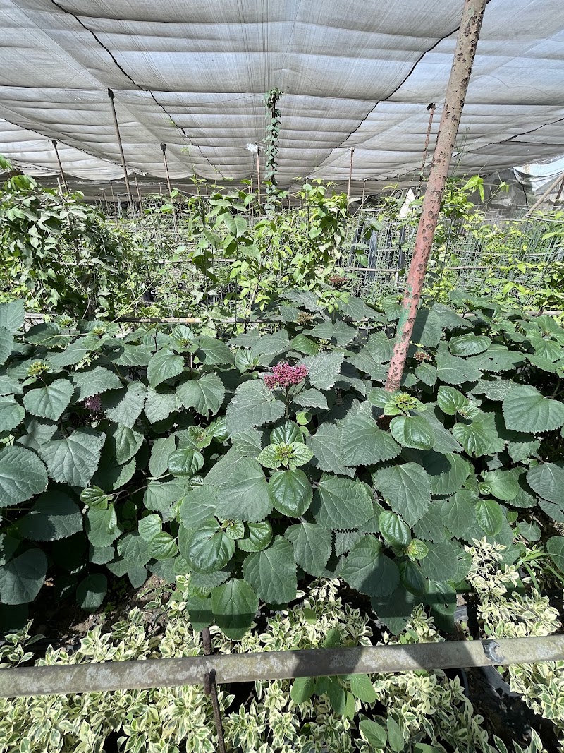 Egypt Green Nursery (Safwat Habib) - Photo 1