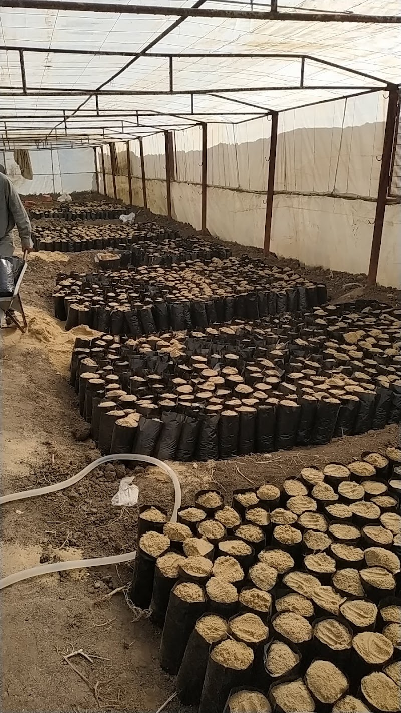 Mahogany nursery - Photo 1