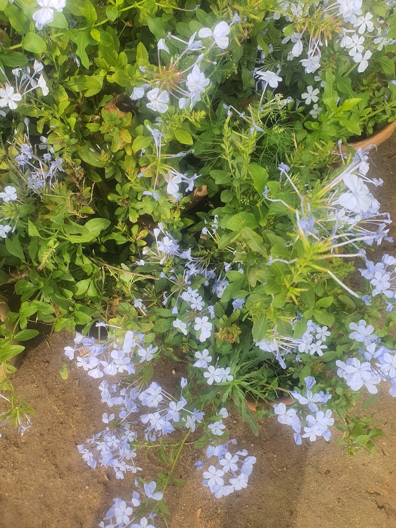 Al-Ikhlas Nursery (Abu Safin) - Photo 3