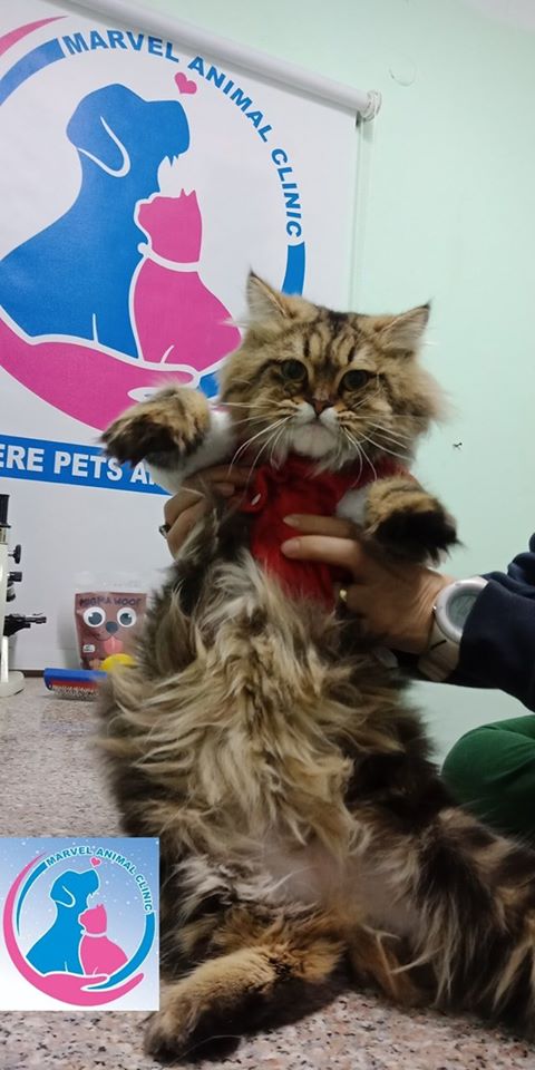 Marvel Animal Clinic - Photo 1