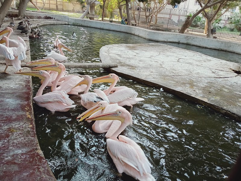 Fayoum Zoo - Photo 2