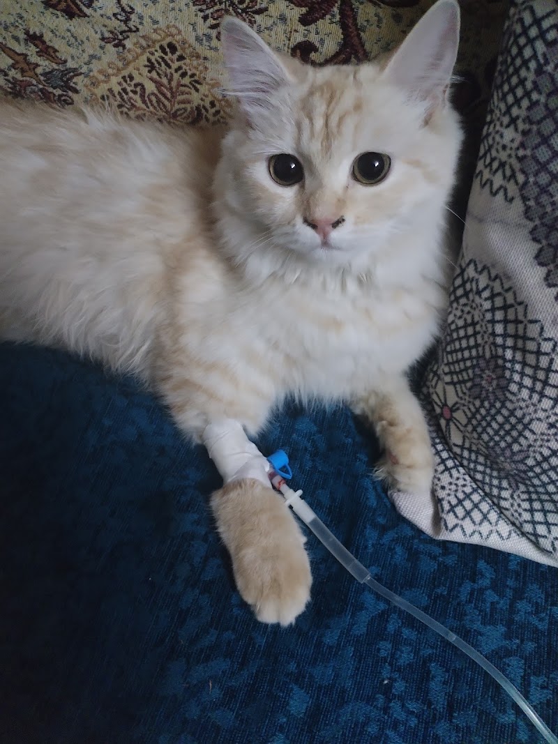 Royal Pets veterinary clinic - صورة 3