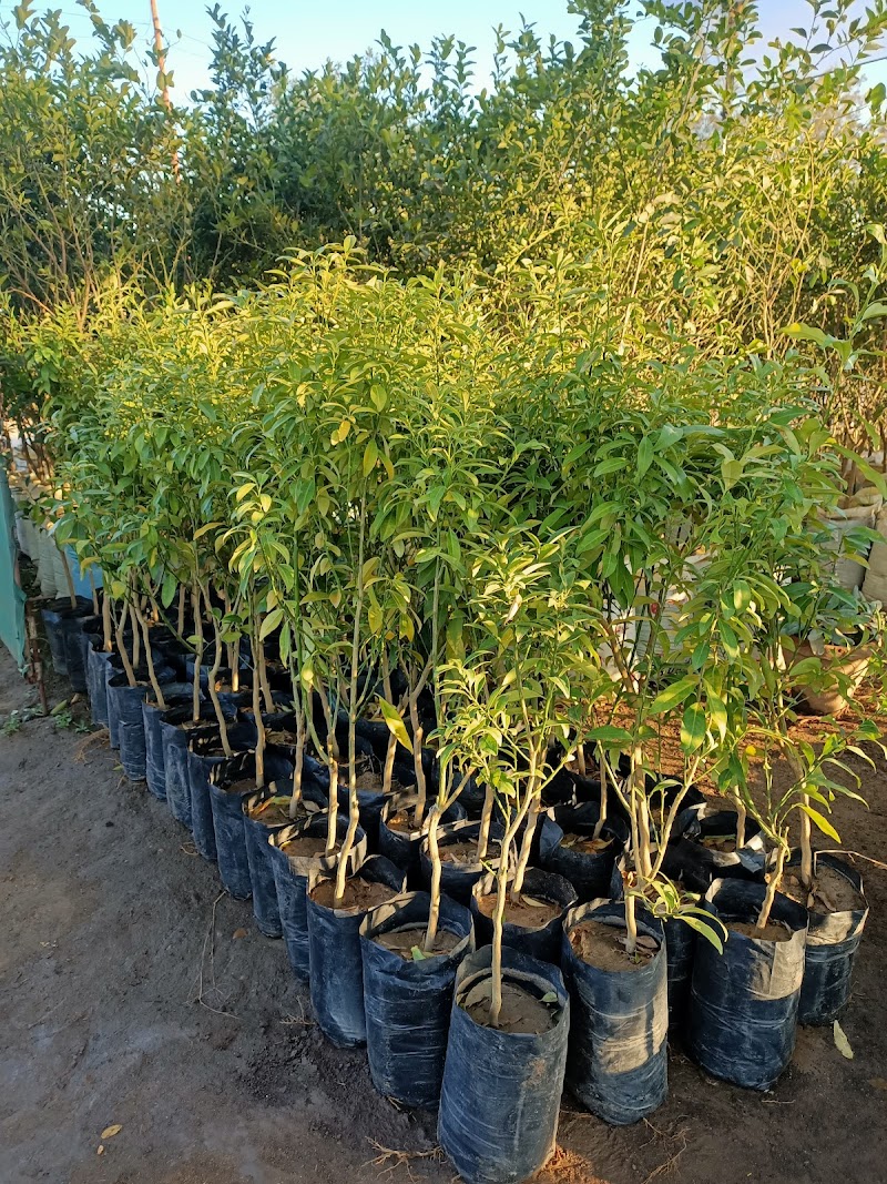 Menoufia Nurseries - Haitham Al-Mashtawi