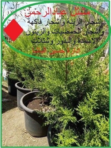 مشتل عباد الرحمن