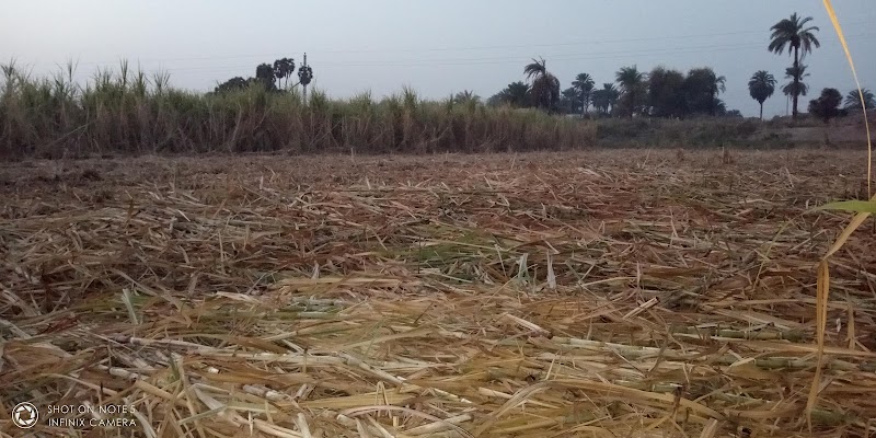 Kharga Oases valley Aljved Department - Photo 1