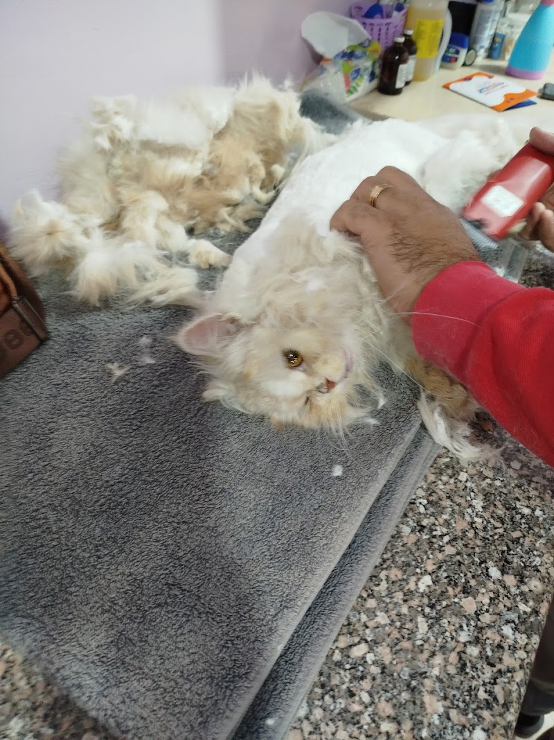 Royal vet clinic Hurghada Dr Adel Labib - صورة 1