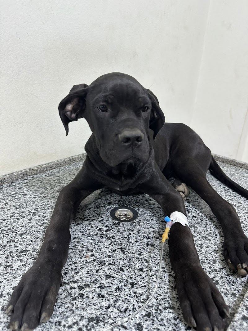 Royal pets clinics