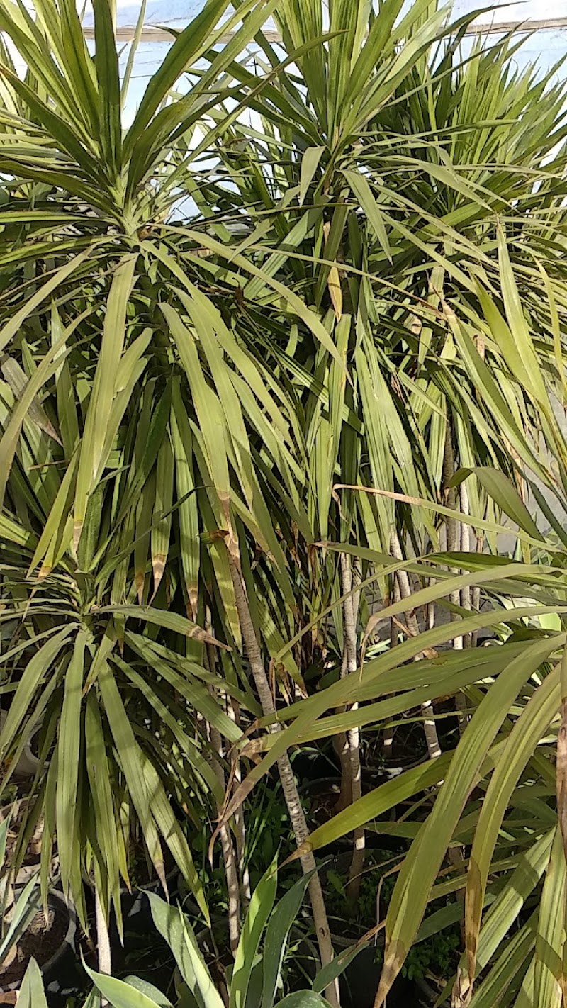 Bader Shaaban nursery for ornamentals - Photo 3