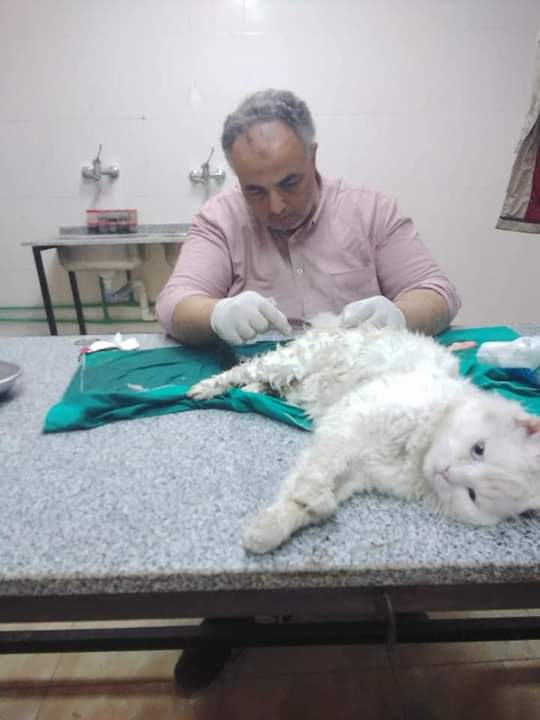 الاستاذ الدكتور : أحمد محمود الصيفي - Photo 1