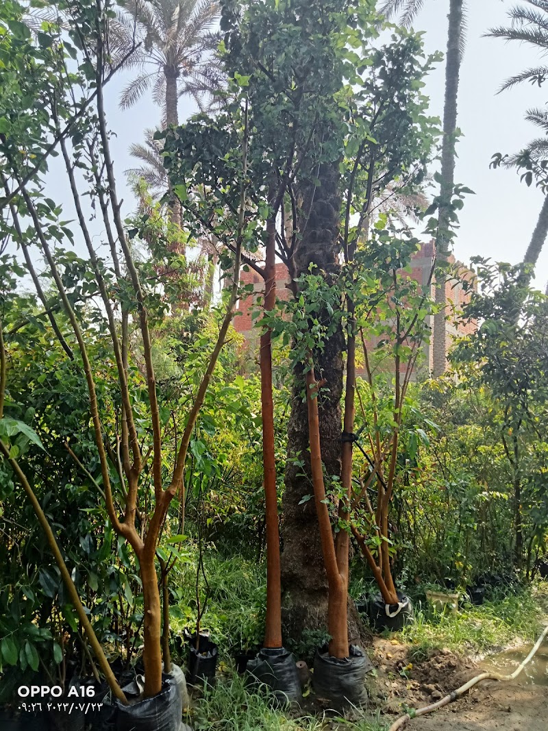 مشتل الاخلاص للتنمية الزراعية - Photo 3