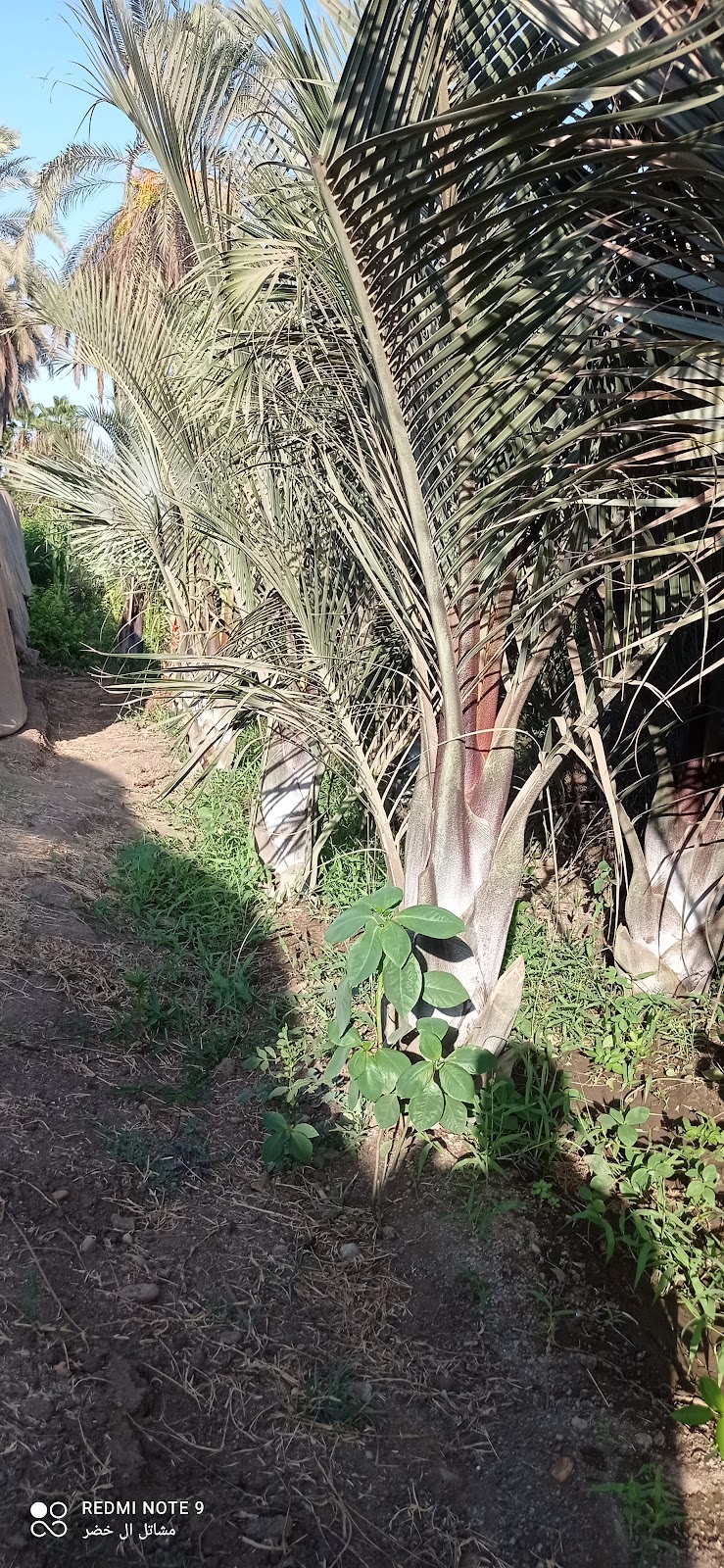 Al Khader Nurseries