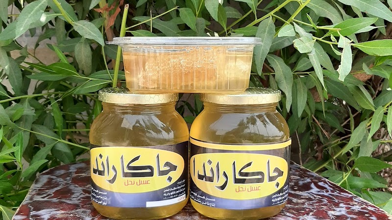 مشتل جاكاراندا - صورة 3