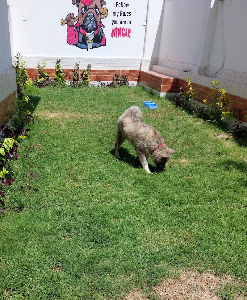 Jungle pet clinic - صورة 2