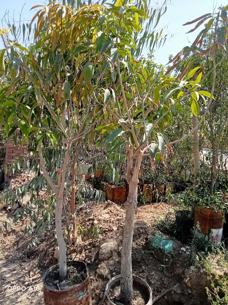 مشتل الاخلاص للتنمية الزراعية - Photo 1