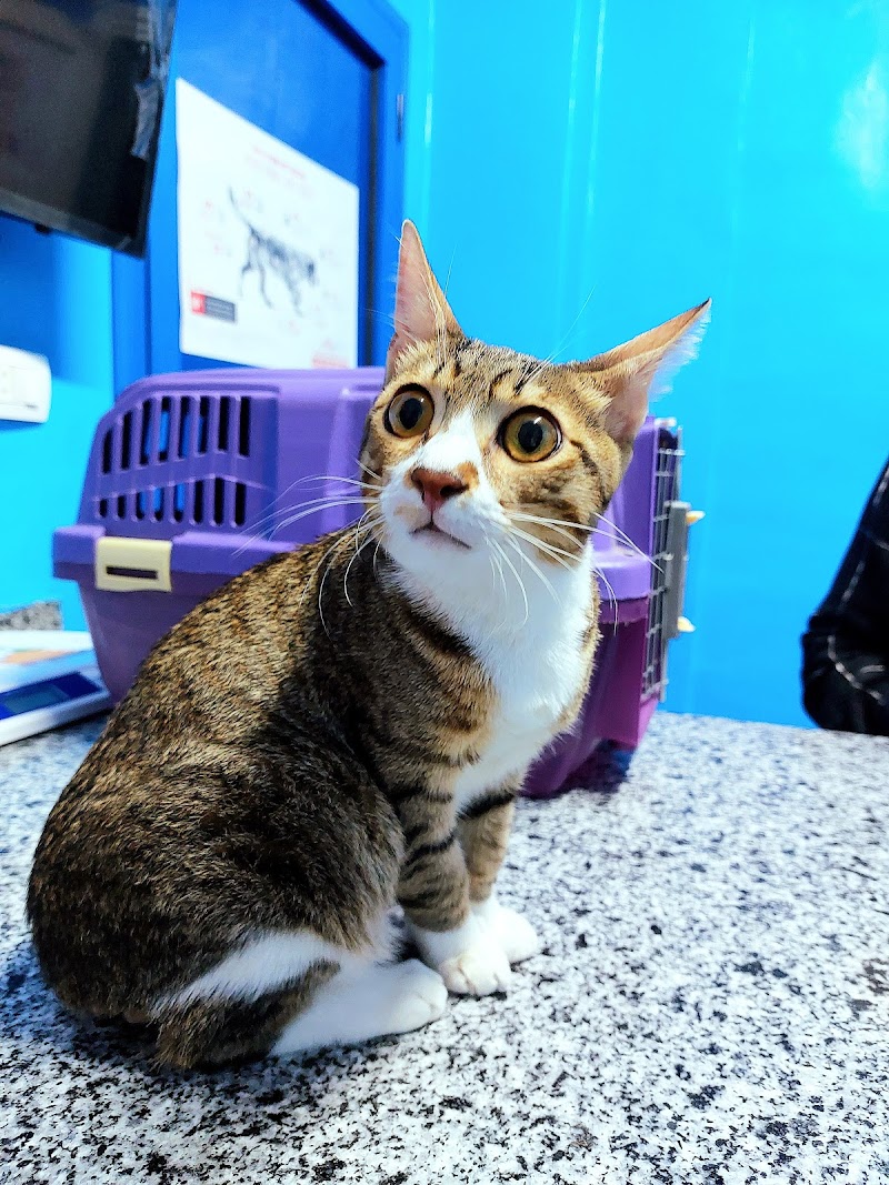 Pet Paradise Vet Center مركز بيطري للقطط والكلاب - صورة 2