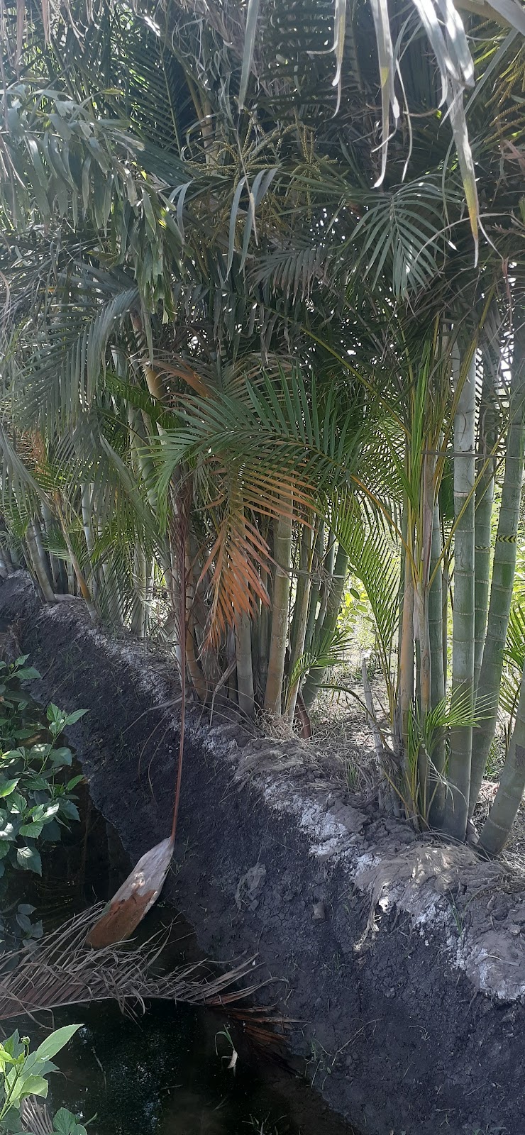 Hiba Al Sharqia Nursery