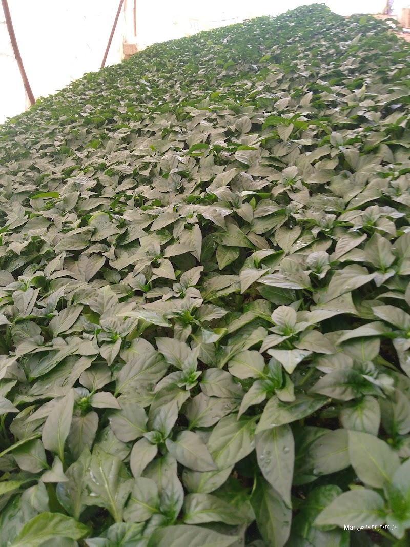 مشتل الخير - صورة 1