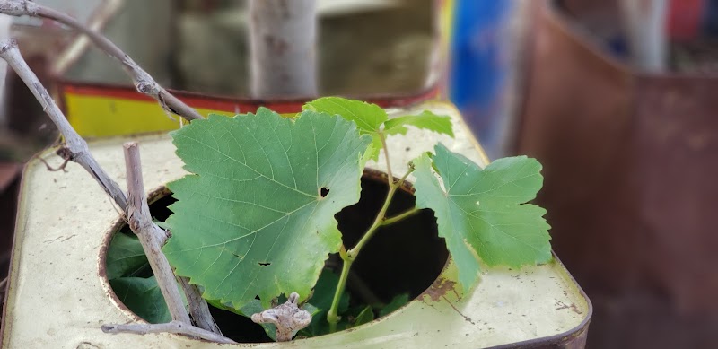 مشاتل آل حلاوة - Photo 3
