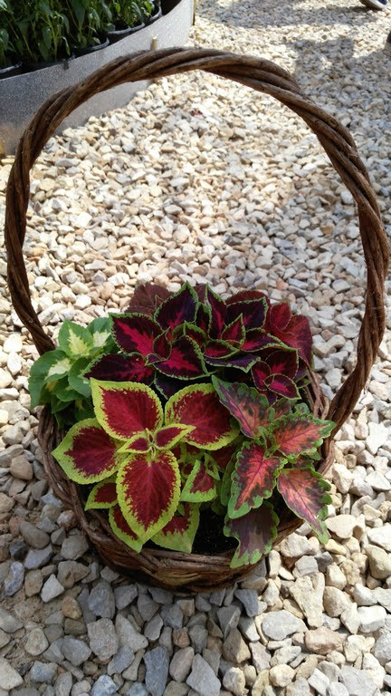 Engineer's Nursery: Ornamental Plants, Fruit Trees, and Vegetable Seedlings - Photo 1