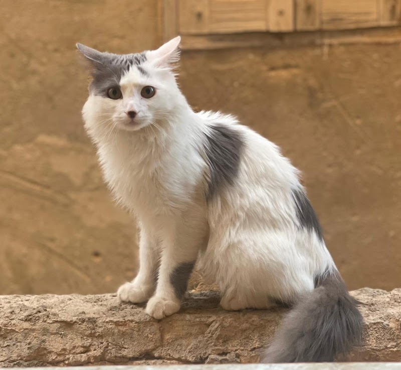Lucky Pets Clinic - صورة 2