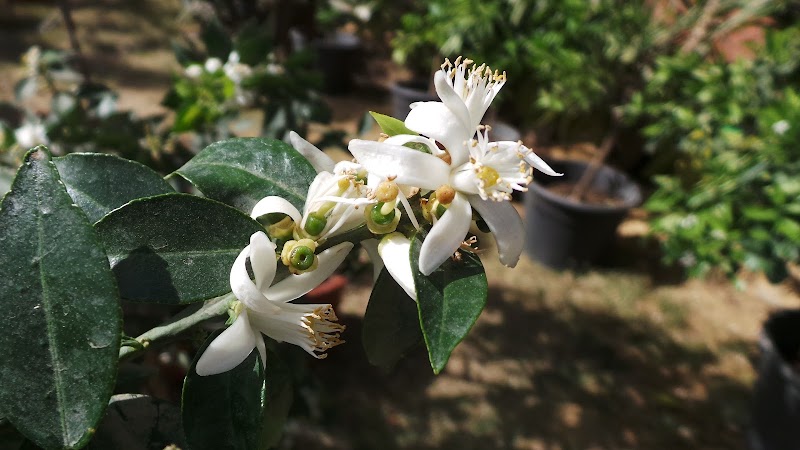 Marei Orchards and Nursery - صورة 3