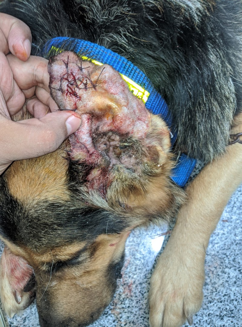 طبيب بيطرى دكتور عماد تاج الدين - صورة 3