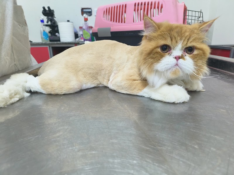 vet corner - Photo 2