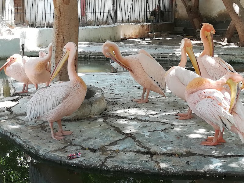 Fayoum Zoo - Photo 1