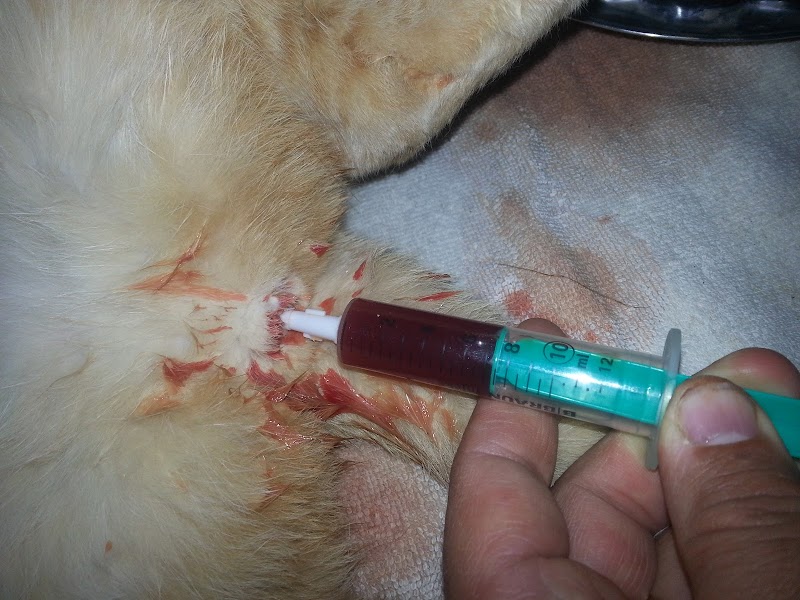 Royal vet clinic Hurghada Dr Adel Labib - صورة 3