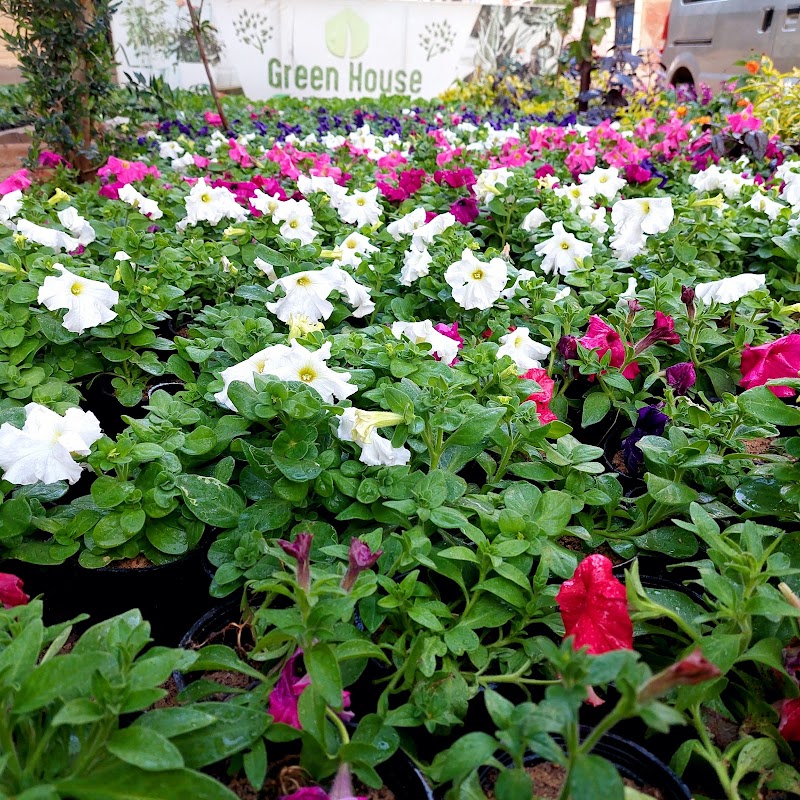 Green House - صورة 3