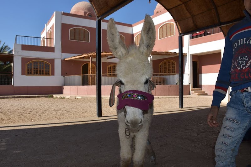 ACE - Animal Care in Egypt